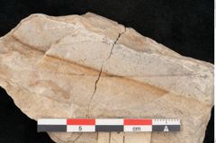 Foto (Objekt + Etikett) von Laurophyllum tenuinerve Ettingshausen (NHMW-GEO-2024-0188-10156)